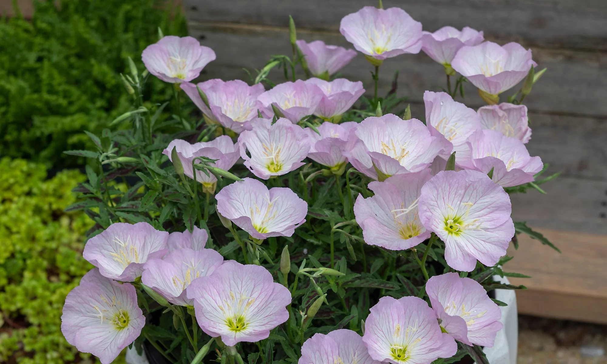 Oenothera 'Twilight' | Evening Primrose 2 Litre - Image 3