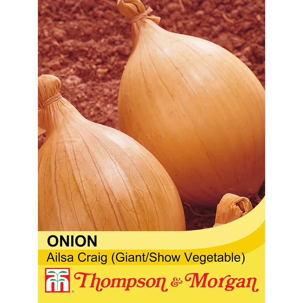 Onion 'Ailsa Craig' (Giant/Show Vegetable)