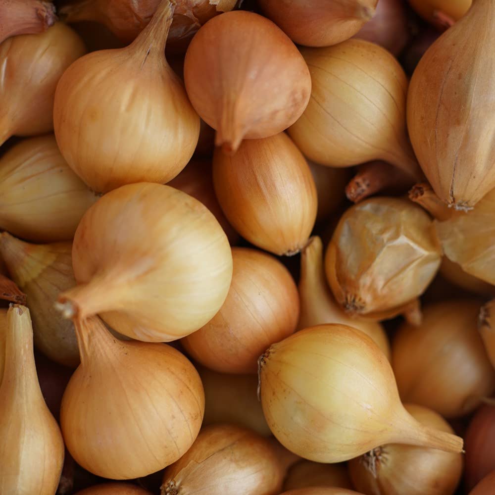 Onion 'Ailsa Craig' (Giant/Show Vegetable) - Image 2