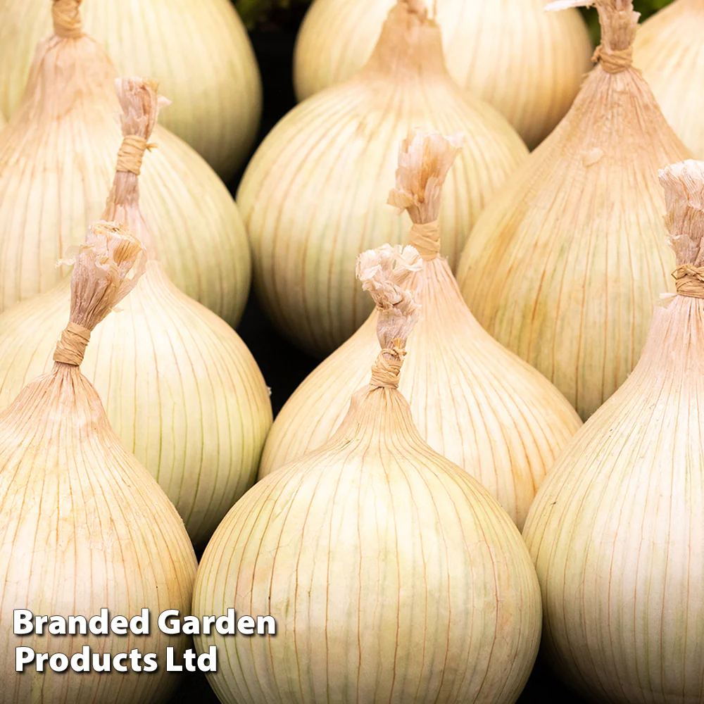 Onion 'Galacticus' - Image 2