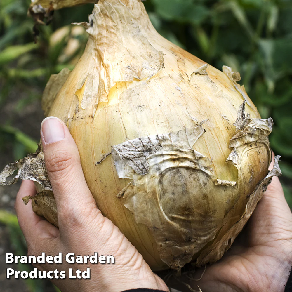 Onion 'Galacticus' - Image 3