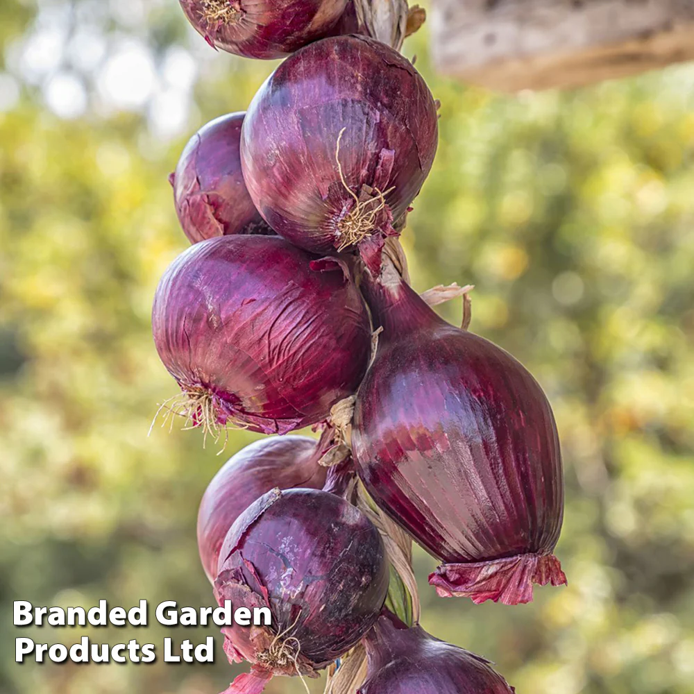 Onion 'Redrover' F1 - Image 3