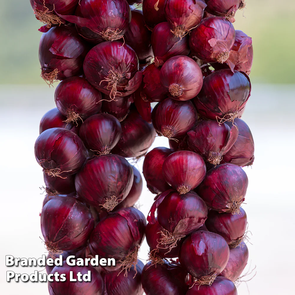 Onion 'Redrover' F1 - Image 4