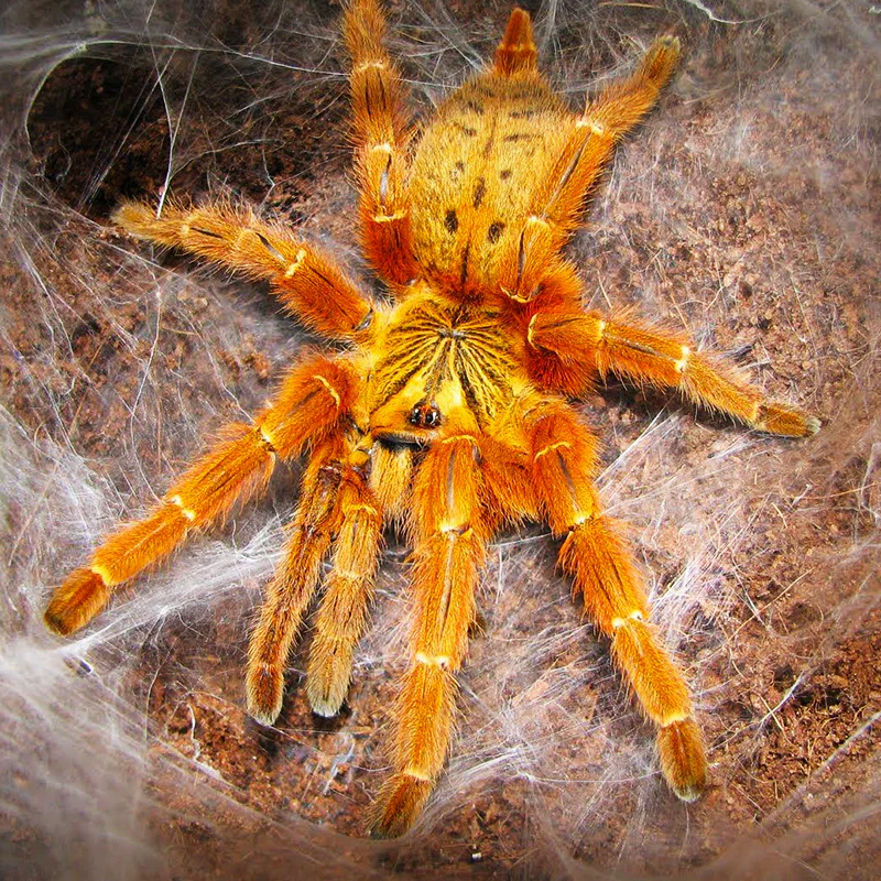 Orange Baboon Tarantula | Pterinochilus murinus - Image 2