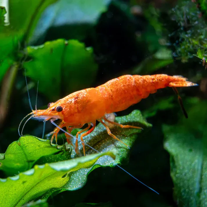 Orange Shrimp - Image 2