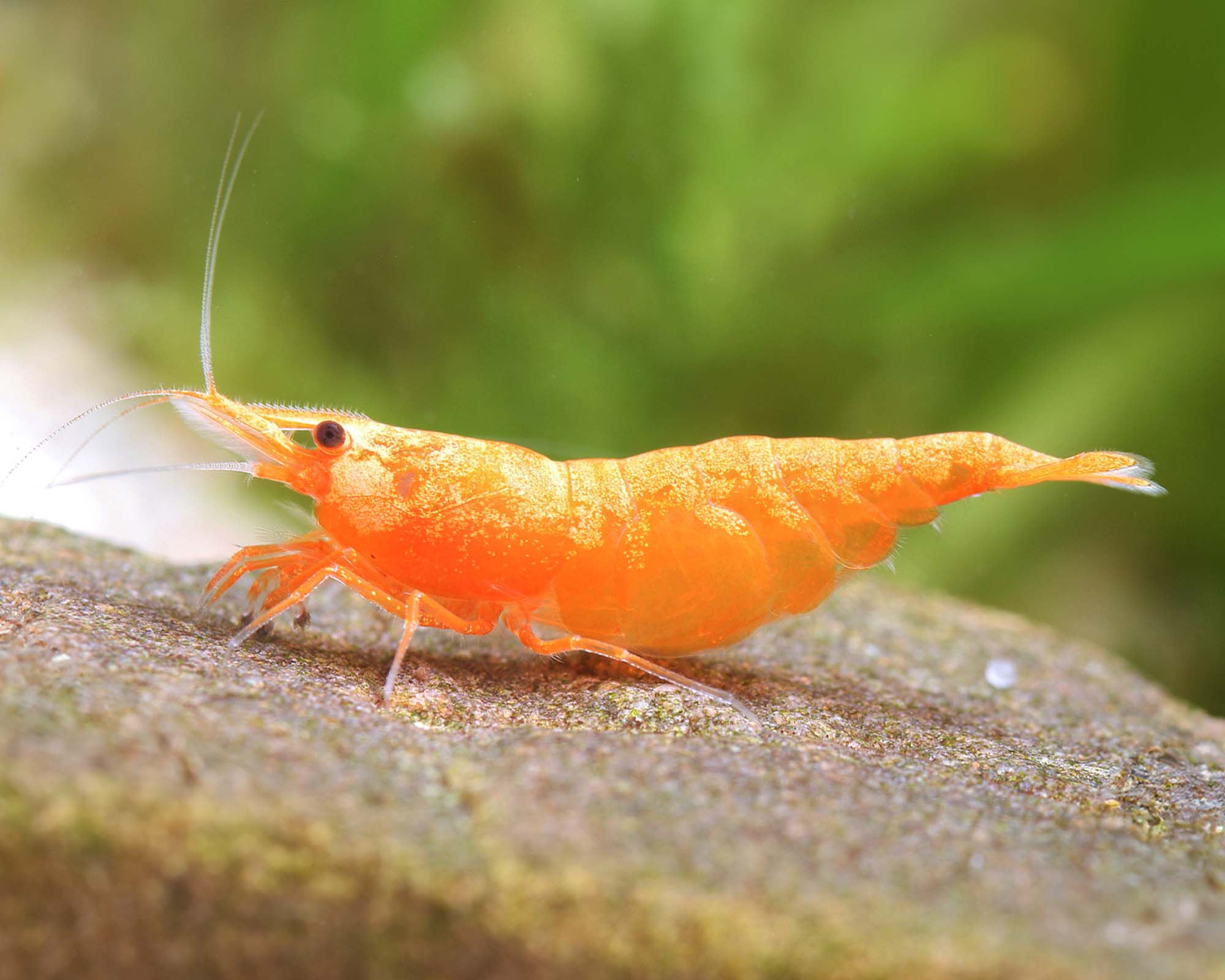 Orange Shrimp - Image 4