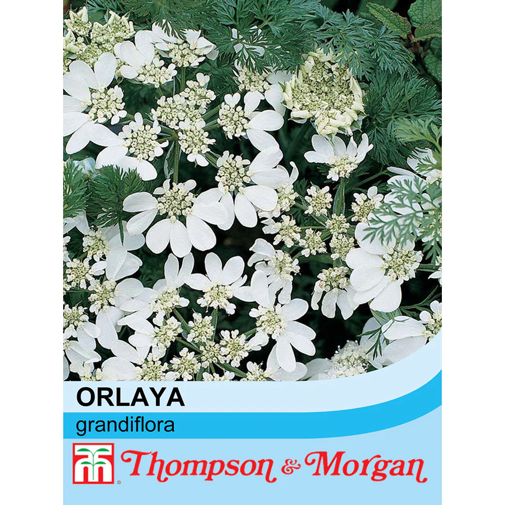 Orlaya Grandiflora