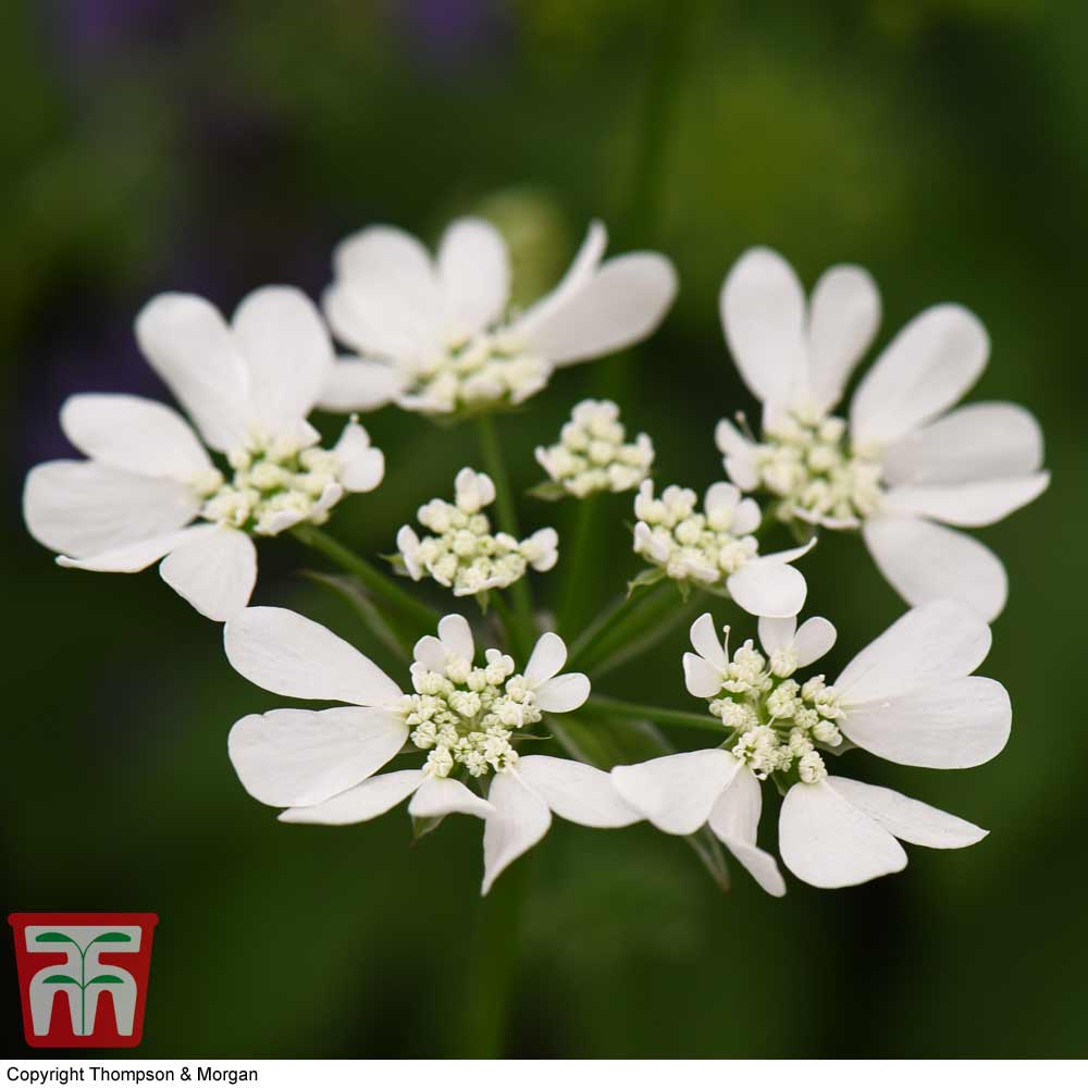 Orlaya Grandiflora - Image 2