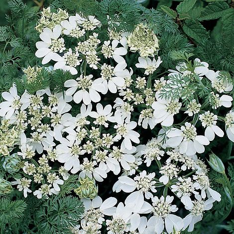 Orlaya Grandiflora - Image 3