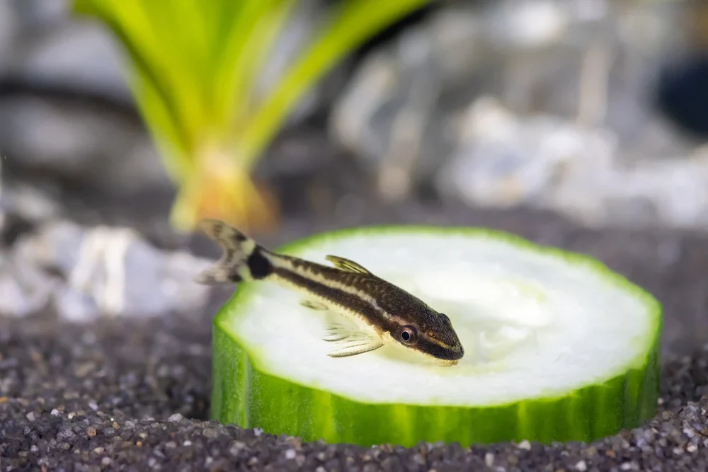 Otocinclus Catfish L