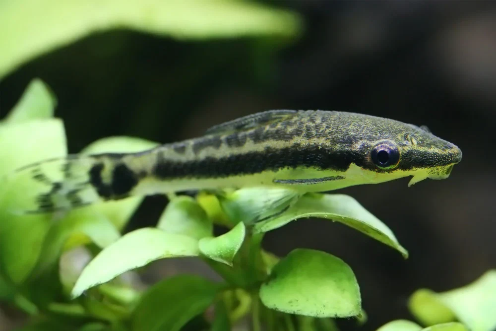 Otocinclus Catfish L - Image 2