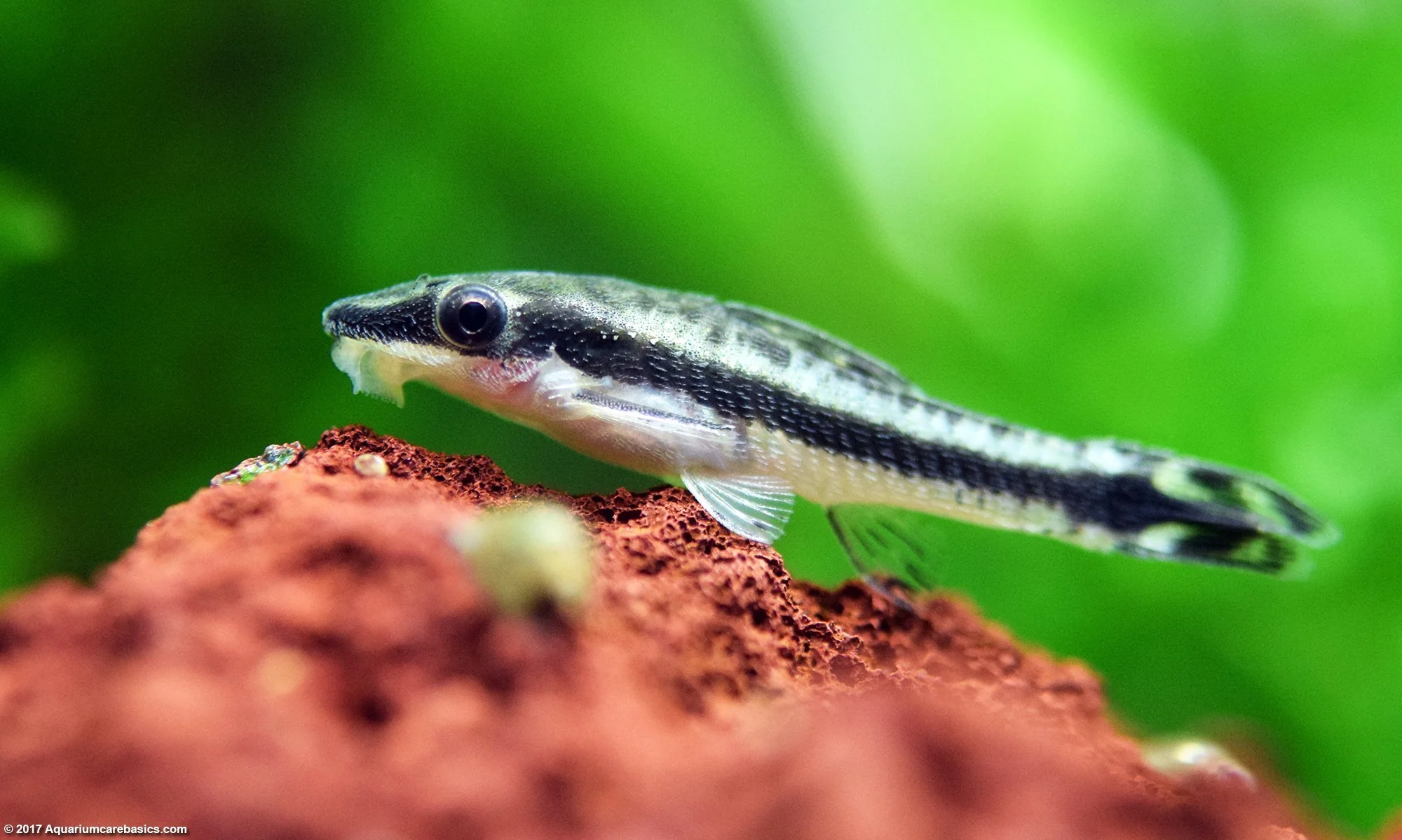 Otocinclus Catfish L - Image 3