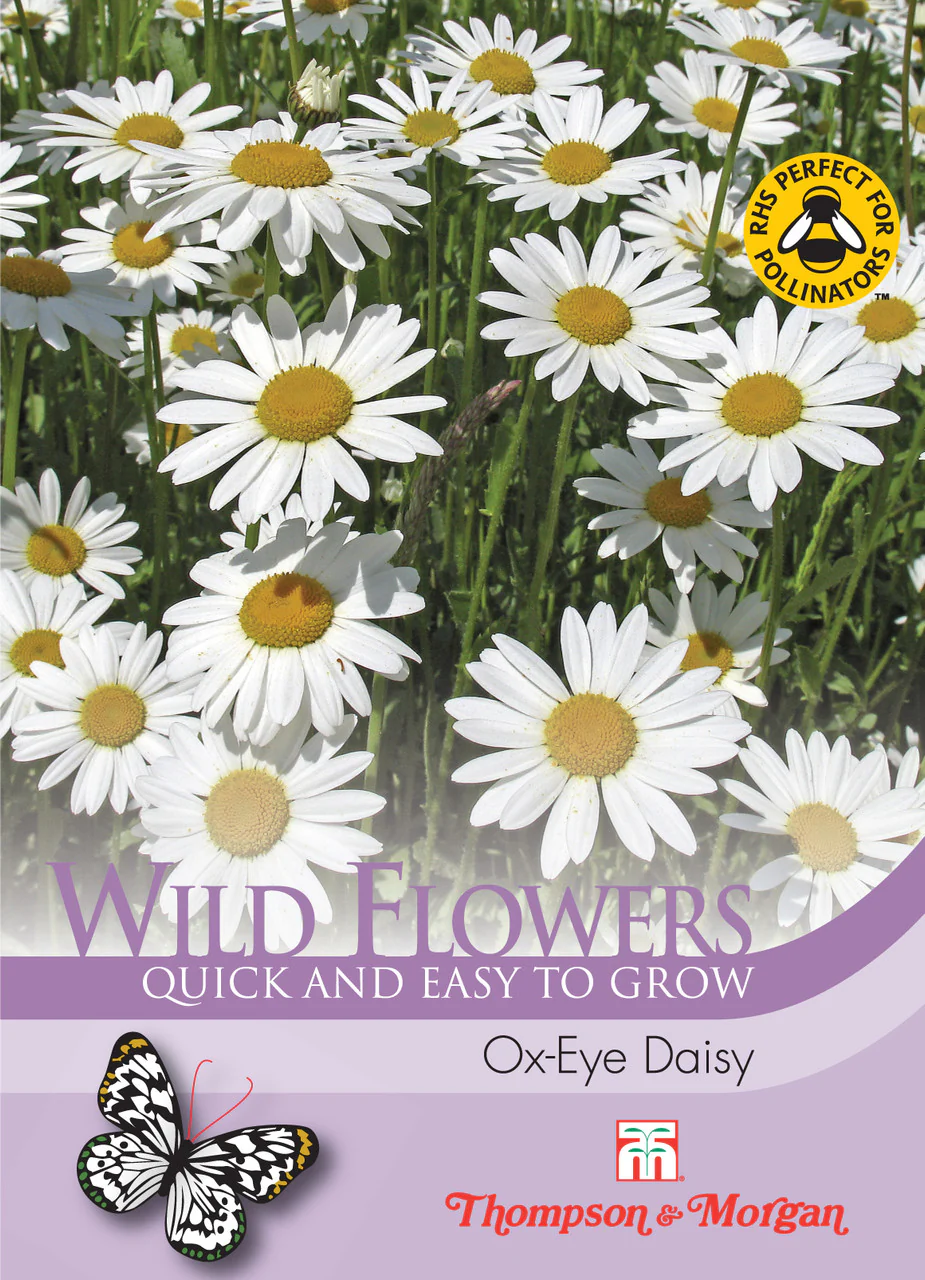 Little Miss Hug Ox Eye Daisy