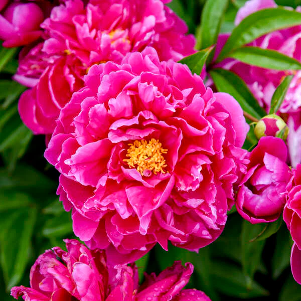 Paeonia Lactiflora | Karl Rosenfield (Peony)