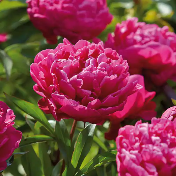 Paeonia Lactiflora | Karl Rosenfield (Peony) - Image 3
