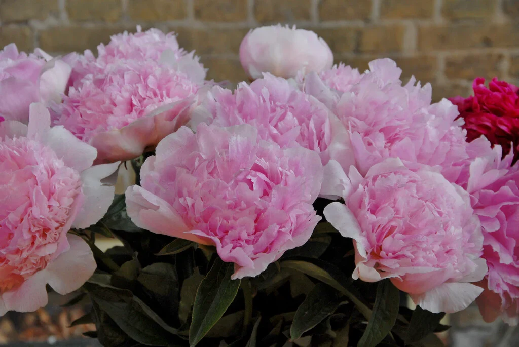 Paeonia lact. 'Angel Cheeks' 4 Litre