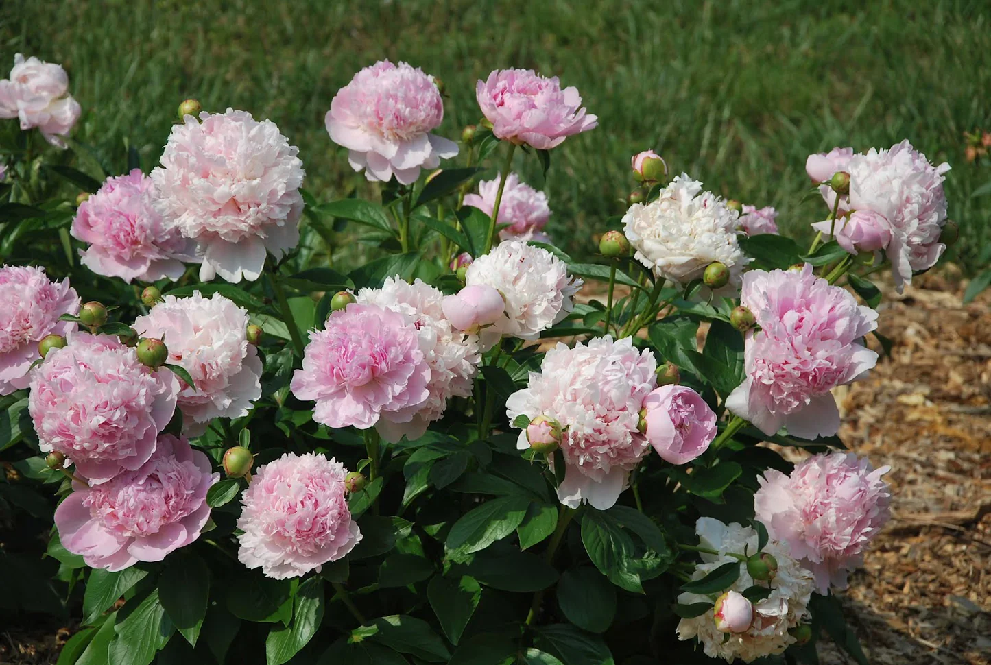 Paeonia lact. 'Angel Cheeks' 4 Litre - Image 2