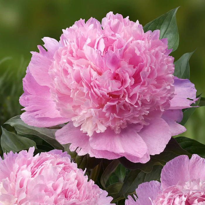 Paeonia lact. 'Angel Cheeks' 4 Litre - Image 3