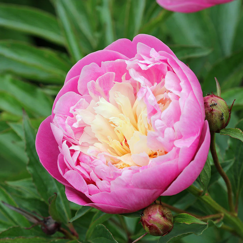 Paeonia Lactiflora | Bowl of Beauty (Penoy)