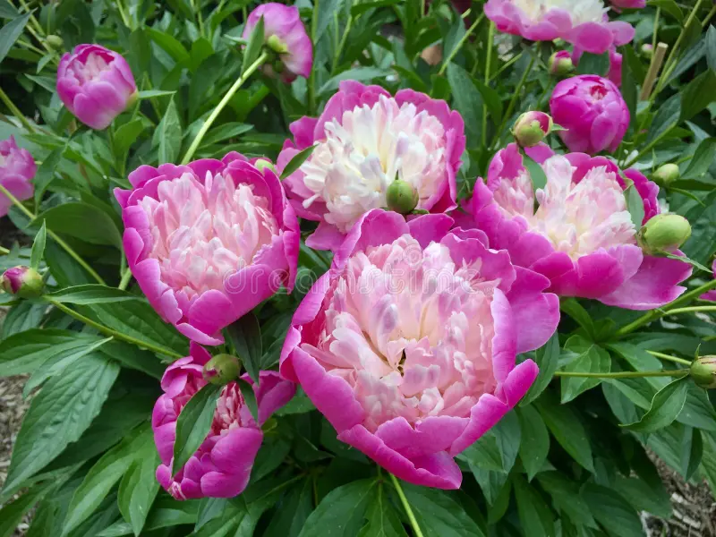 Paeonia Lactiflora | Bowl of Beauty (Penoy) - Image 2