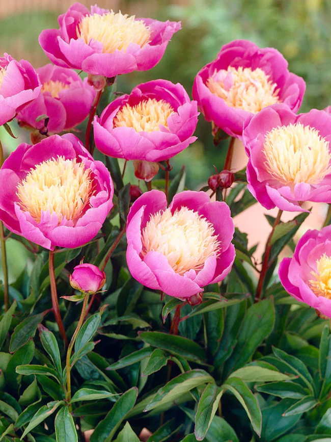 Paeonia Lactiflora | Bowl of Beauty (Penoy) - Image 3