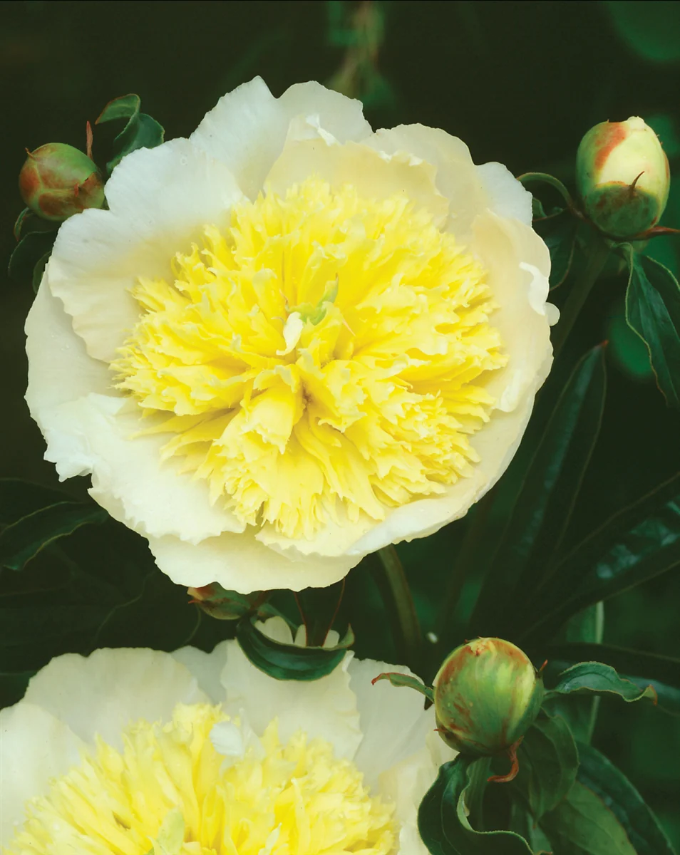 Paeonia Lactiflora 'Primevere' (Peony)