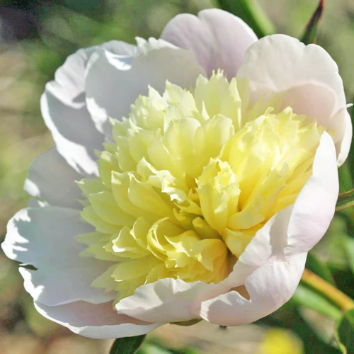 Paeonia Lactiflora 'Primevere' (Peony) - Image 2