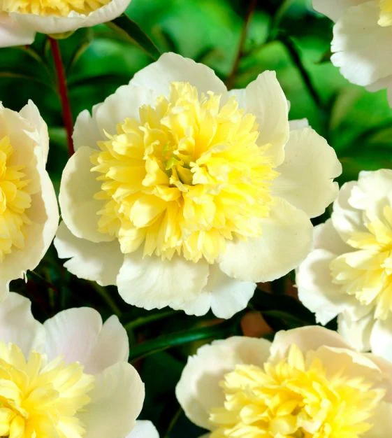 Paeonia Lactiflora 'Primevere' (Peony) - Image 3