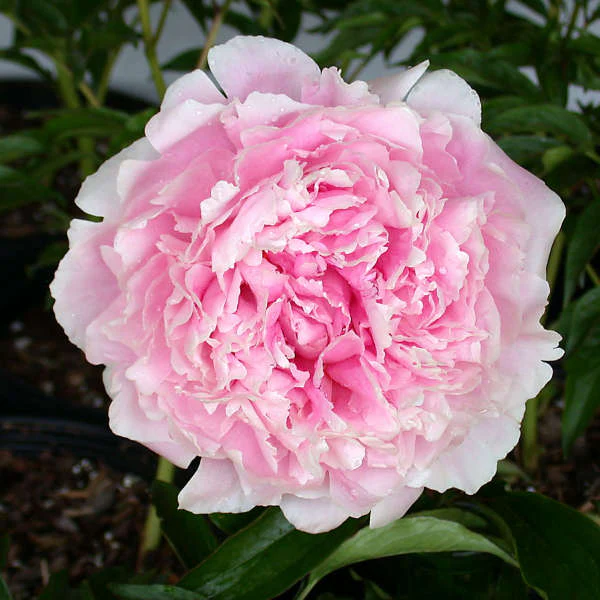Paeonia 'Sarah Bernhardt' | Peony (4 Litre)