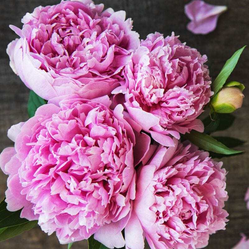 Paeonia 'Sarah Bernhardt' | Peony (4 Litre) - Image 2