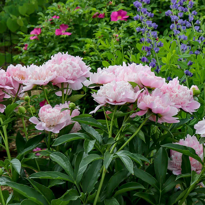 Paeonia 'Sarah Bernhardt' | Peony (4 Litre) - Image 3