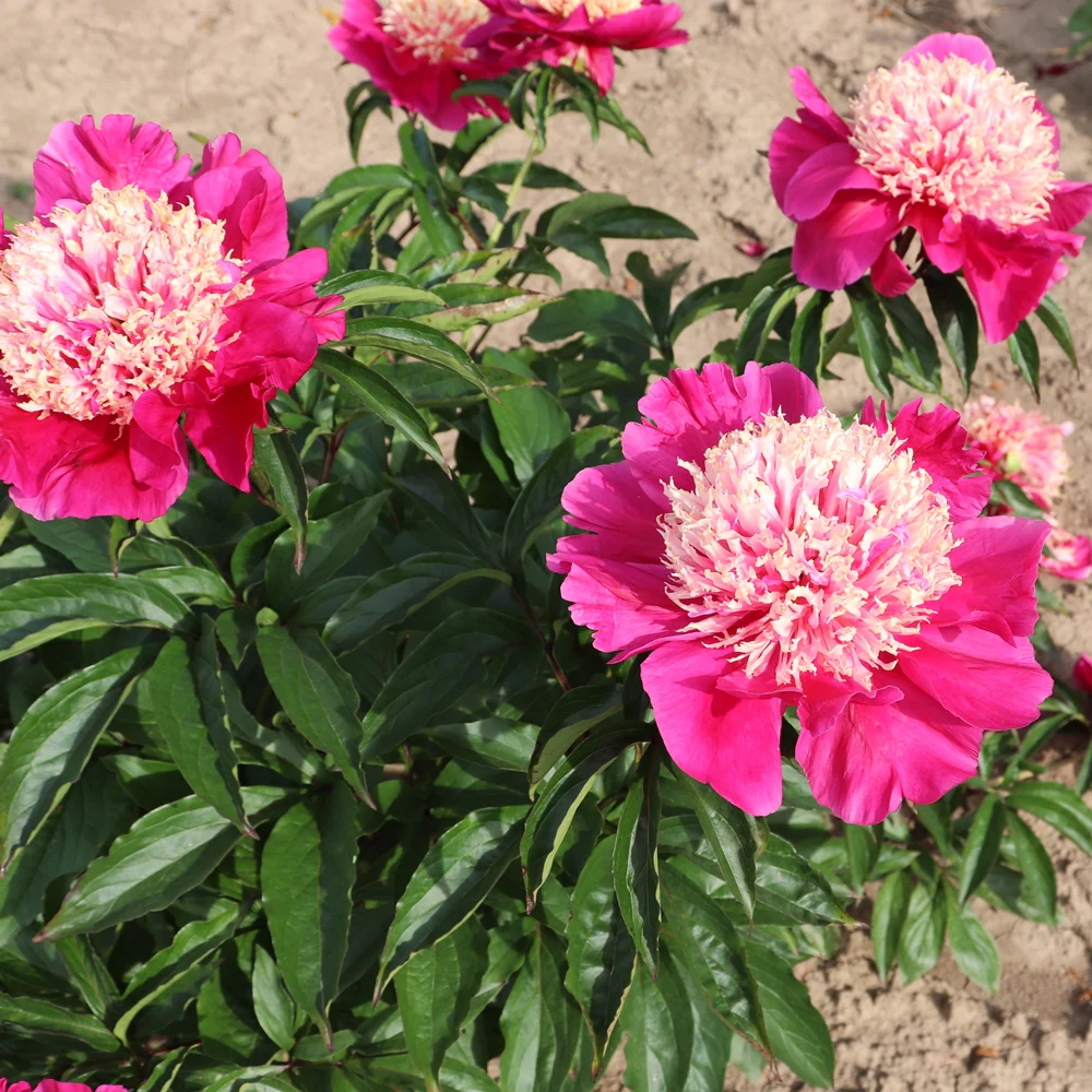 Paeonia lactiflora 'Tom Cat' - Image 2