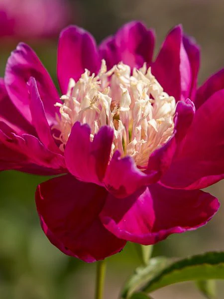 Paeonia lactiflora 'Tom Cat' - Image 3