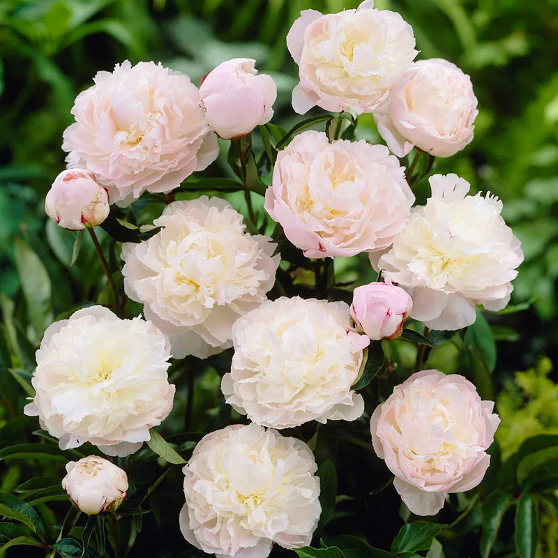 Paeonia 'Shirley Temple' - Image 2