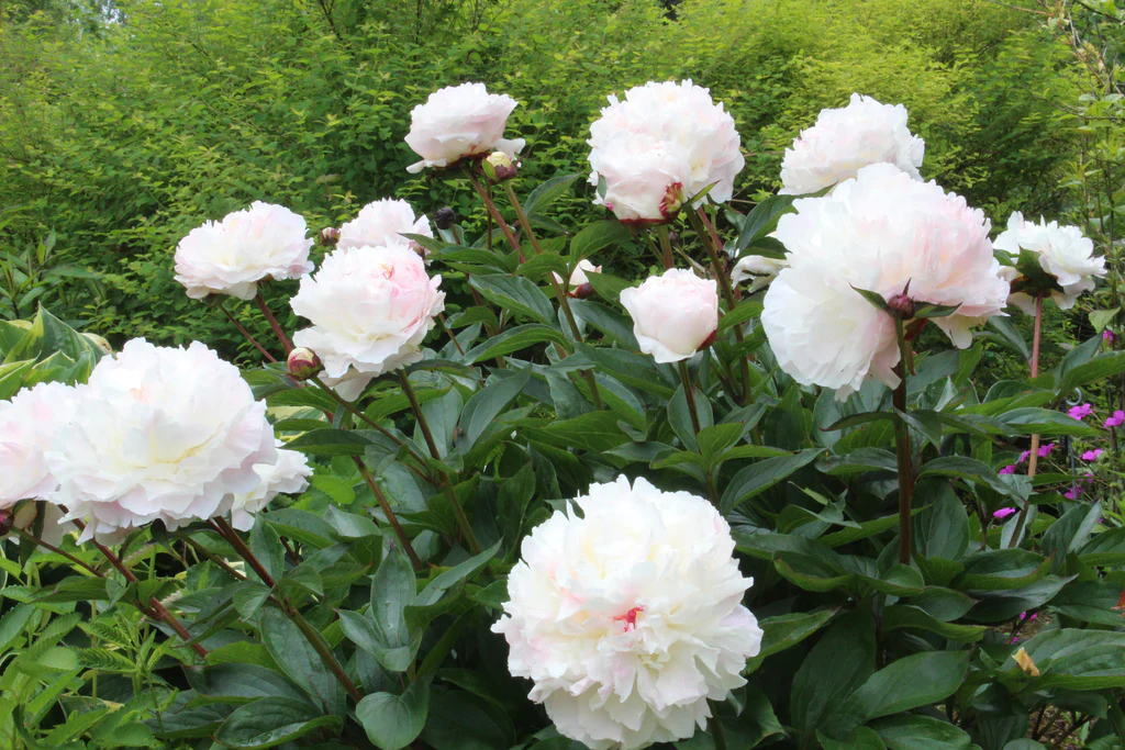 Paeonia 'Shirley Temple' - Image 3