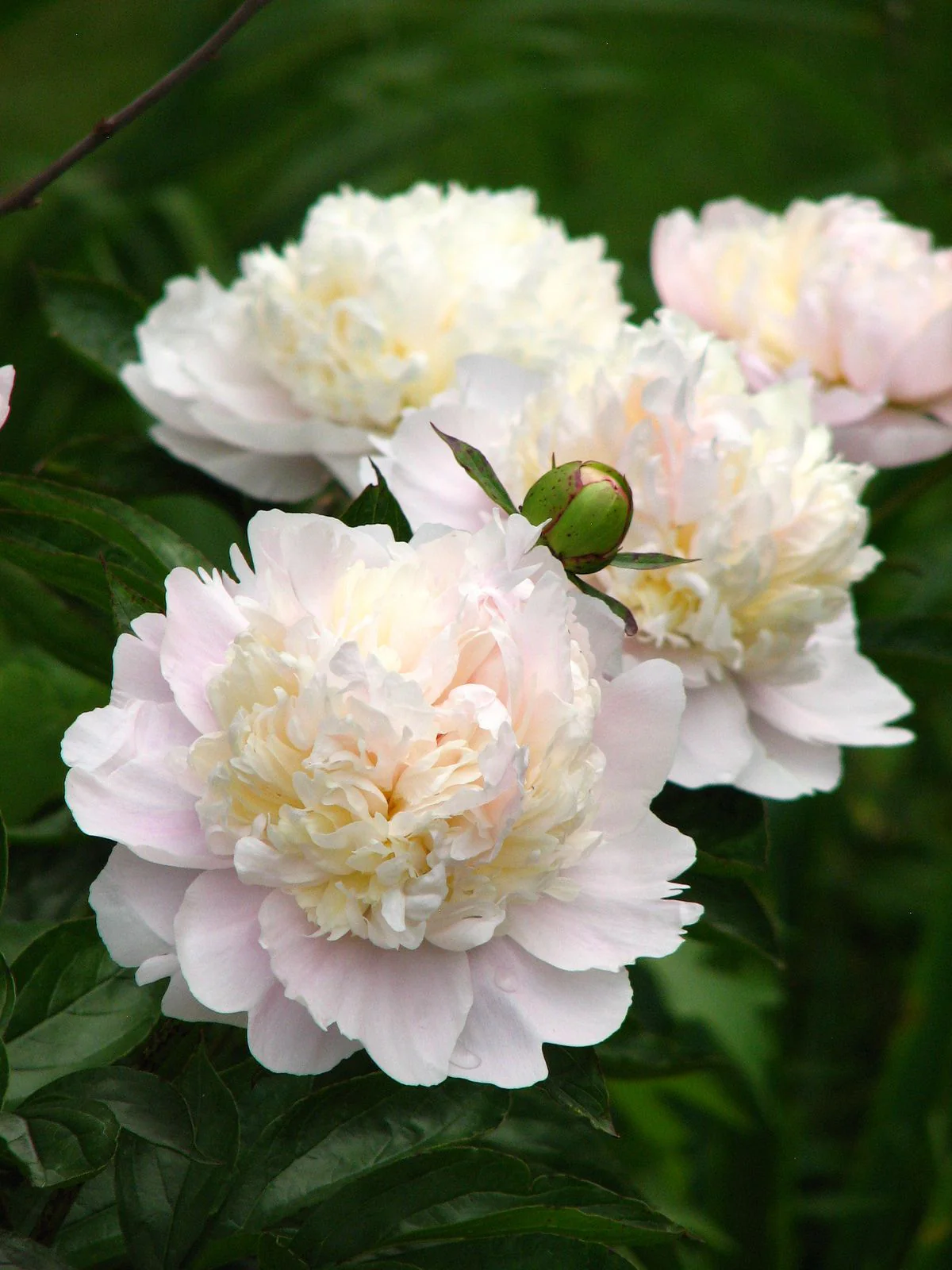 Paeonia 'Shirley Temple' - Image 4