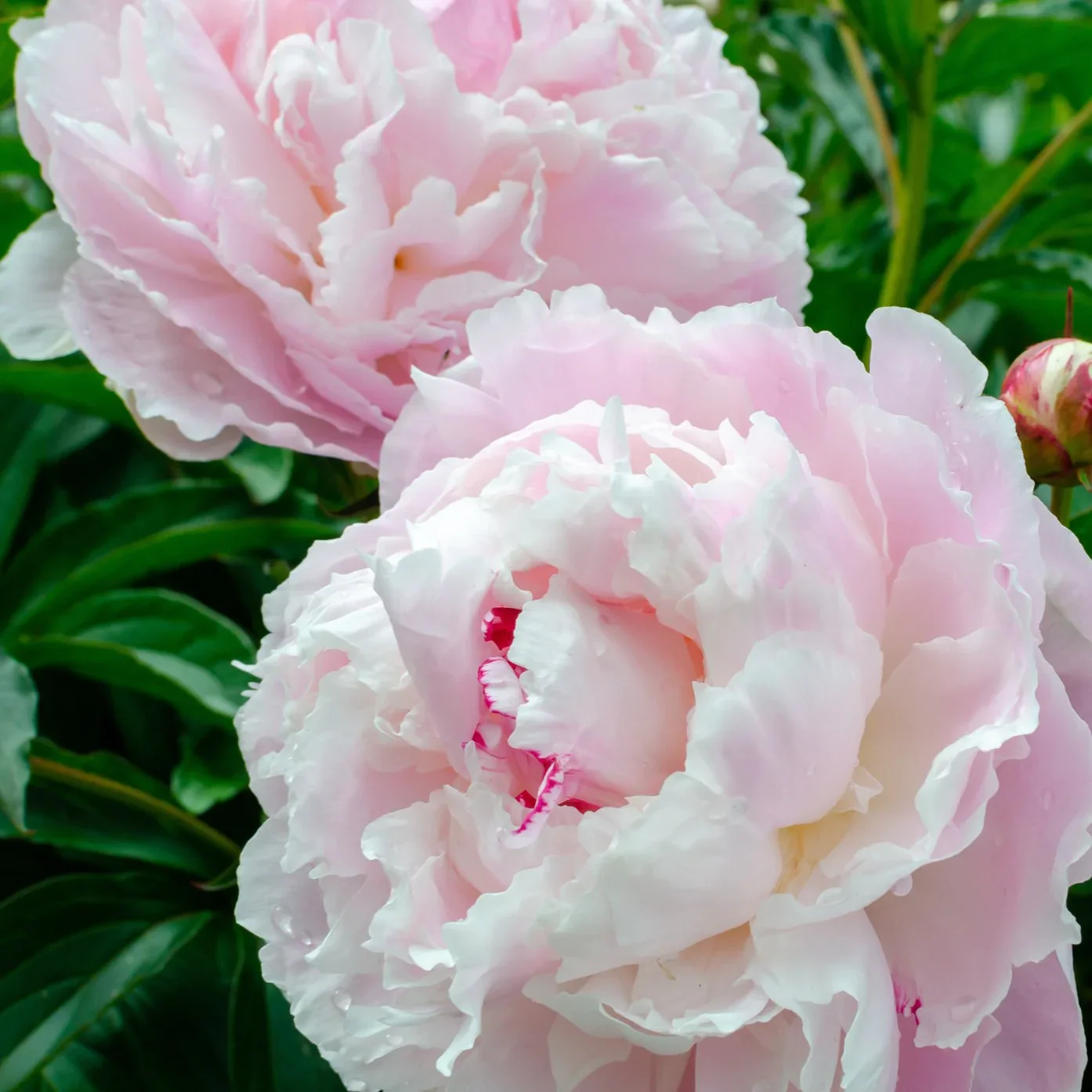 Paeonia 'Shirley Temple' - Image 5