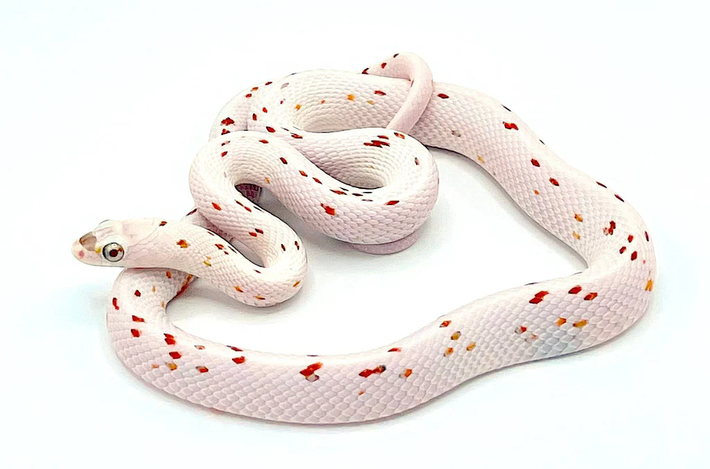 Palmetto Corn Snake