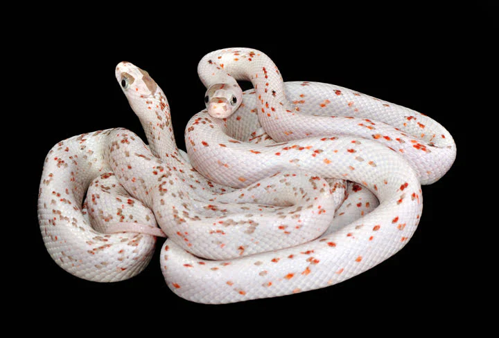 Palmetto Corn Snake - Image 2