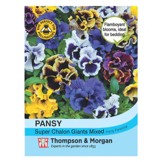 Pansy Super Chalon Giants