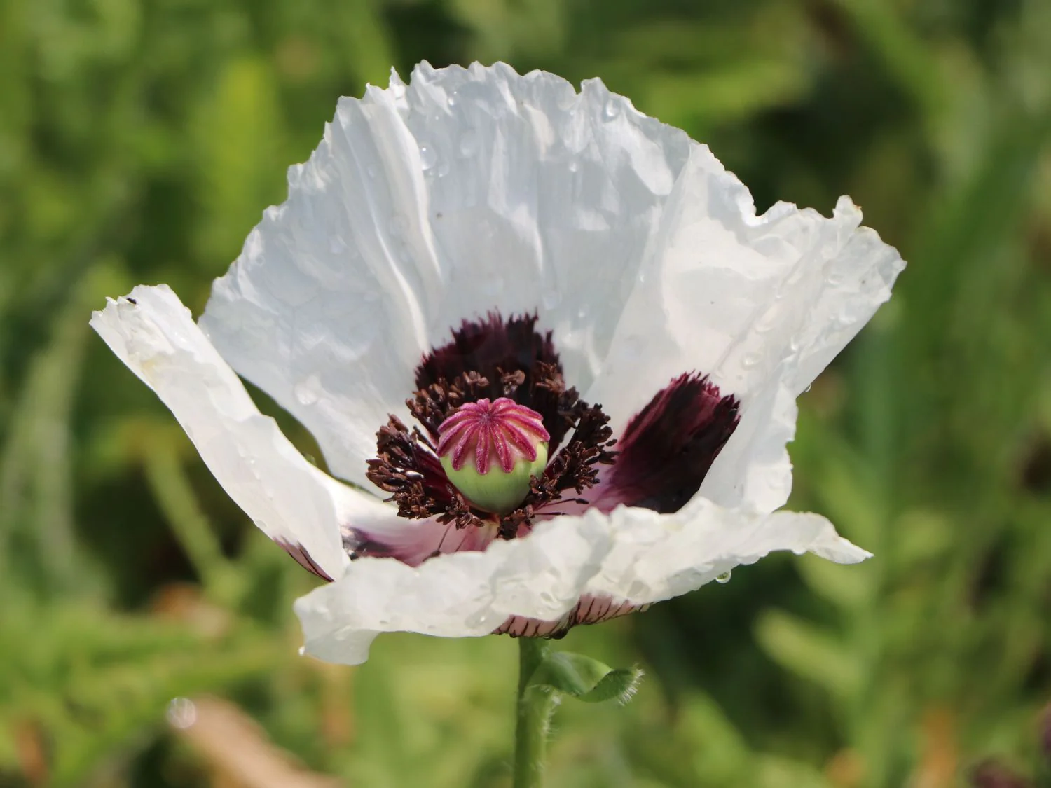 Papaver Orientale Royal Wedding 2L - Image 2