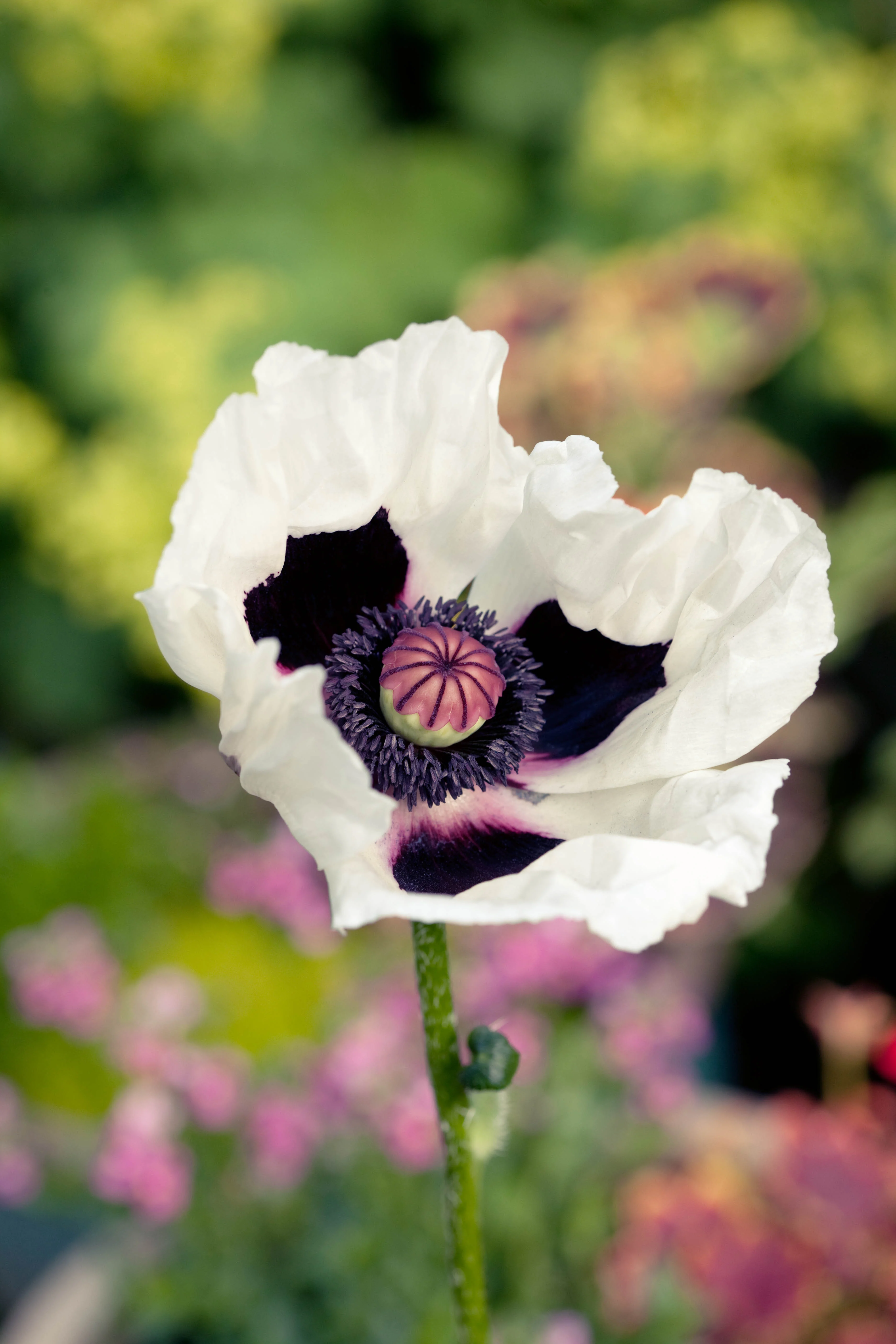 Papaver Orientale Royal Wedding 2L - Image 3