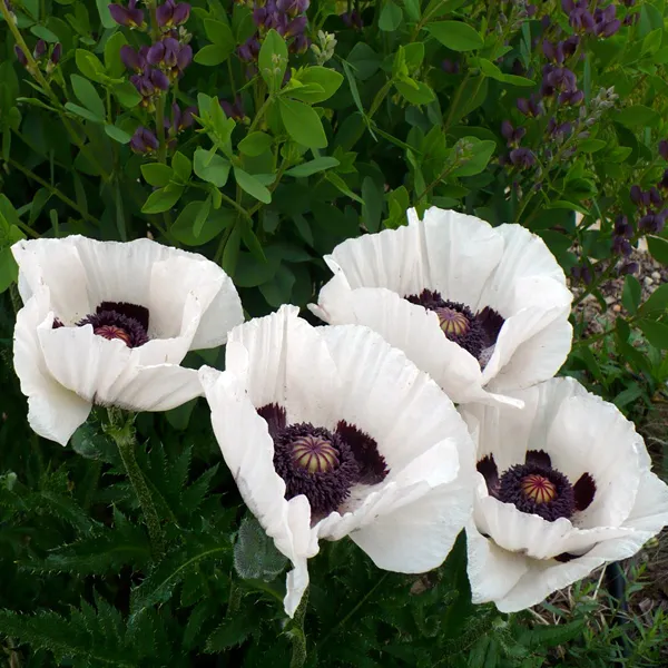 Papaver Orientale Royal Wedding 2L - Image 4