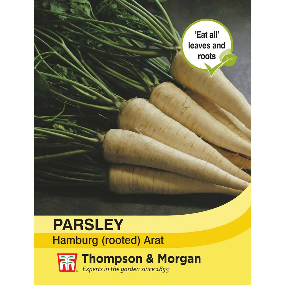 Parsley 'Hamburg Arat' - Image 2