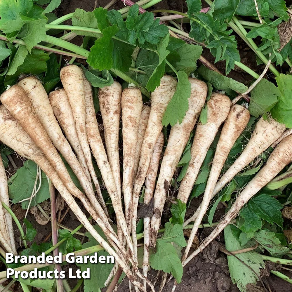 Parsnip 'Sabre' - Image 4