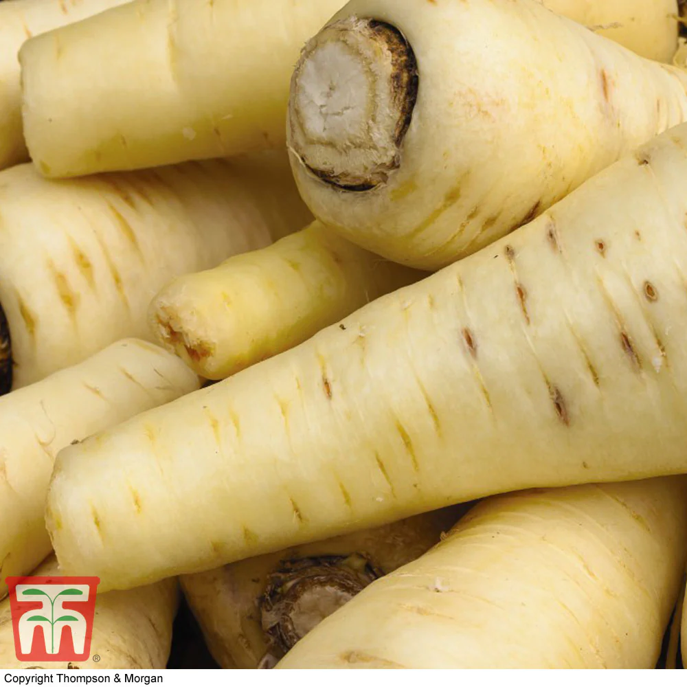 Parsnip 'White Gem' - Image 2