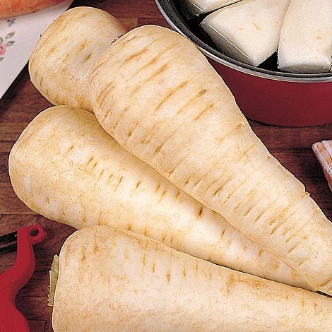 Parsnip 'White Gem' - Image 3