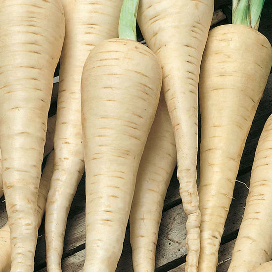 Parsnip White Gem - Image 2