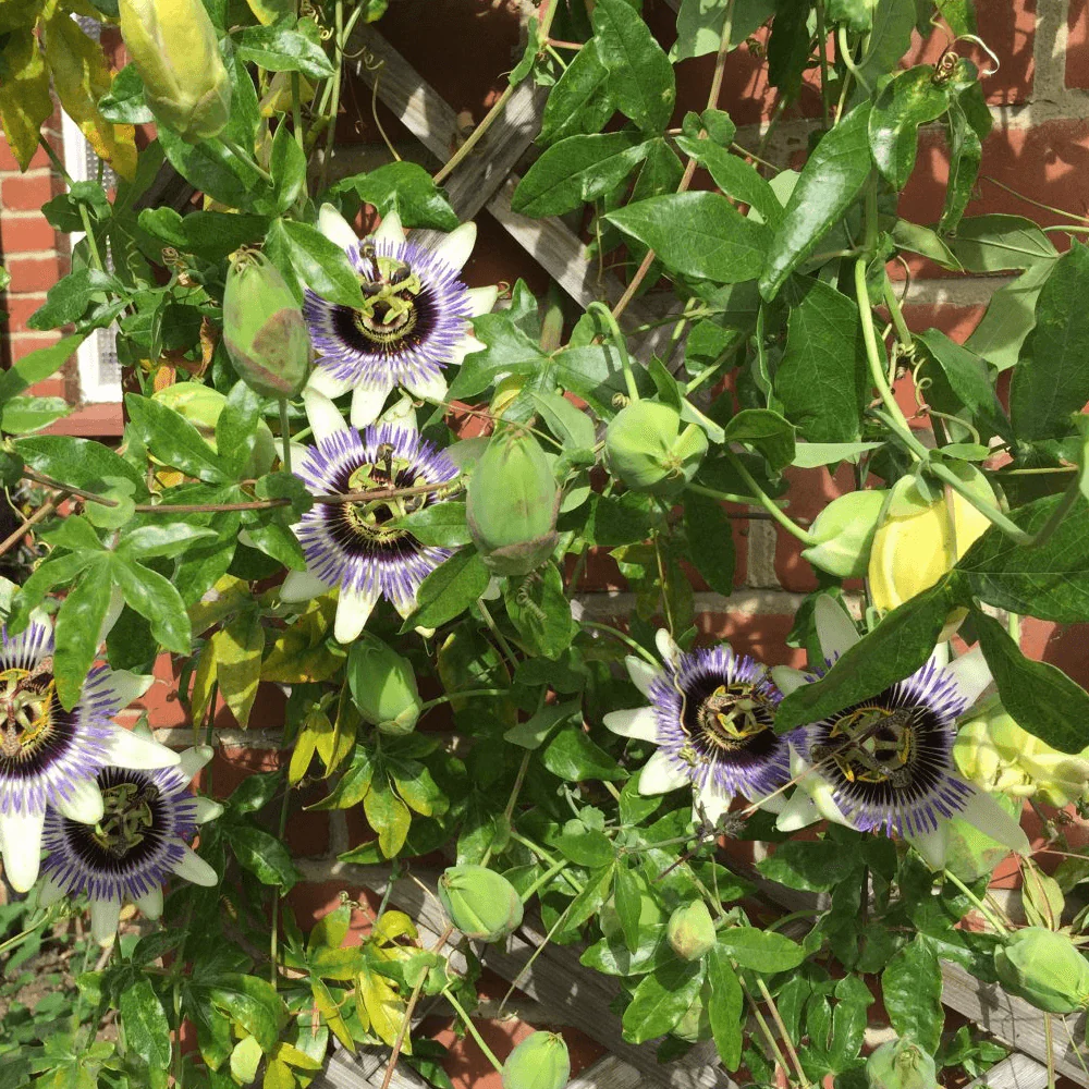 Passiflora 'Damsel's Delight' - Image 3