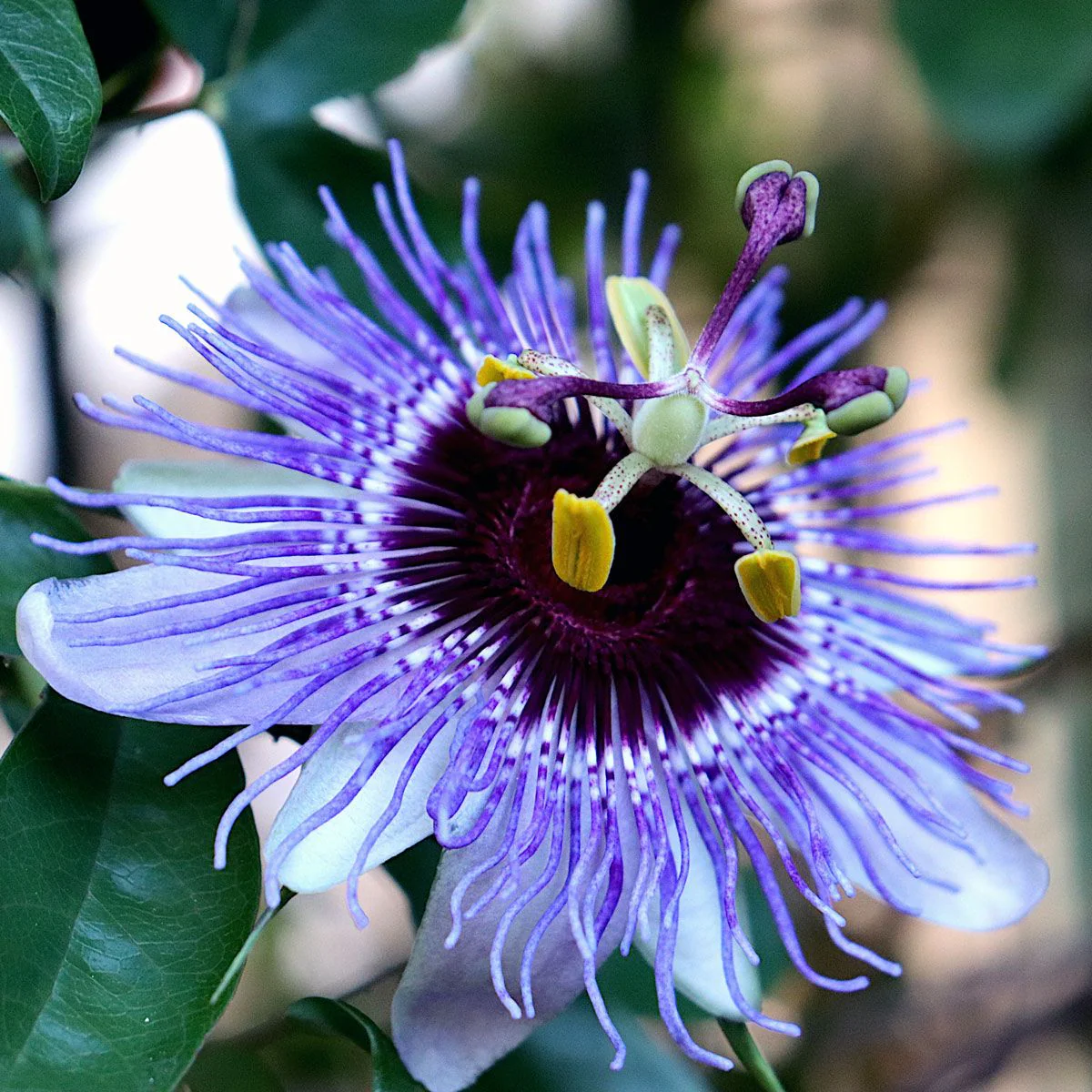 Passiflora 'Purple Haze' (2.25 Litre)